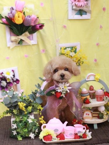 20230322マロンくん